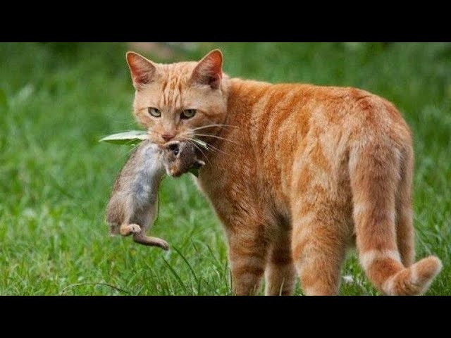 Усатые - полосатые В ДЕЛЕ! / BBC: Загадочные кошки